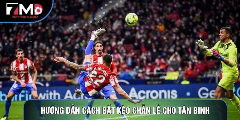 Hướng dẫn cách bắt kèo chẵn lẻ cho tân binh